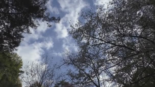 Hermosa vista del cielo con siluetas de árboles — Vídeo de stock