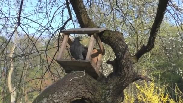 Casa de pájaros casera para pájaros colgando de un árbol — Vídeos de Stock