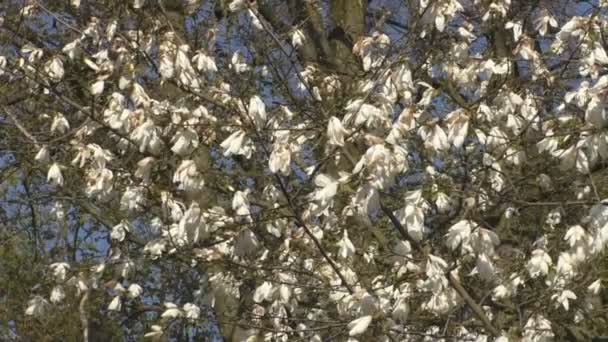 Lindas flores de magnólia florescem no parque — Vídeo de Stock