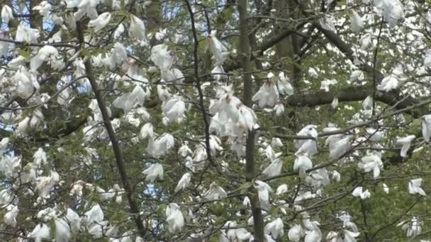 Kwitną kwiaty piękne magnolia Park — Wideo stockowe