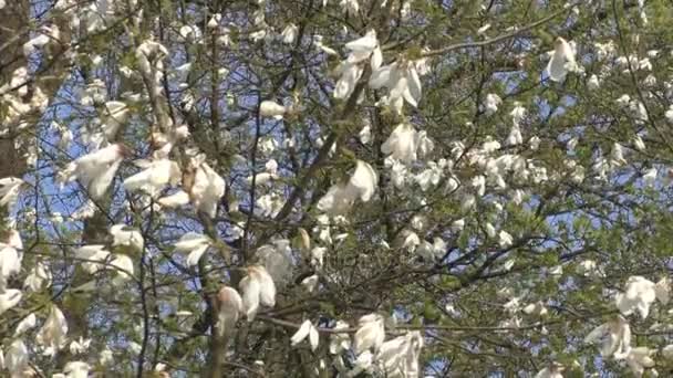 Όμορφη magnolia λουλούδια ανθίζουν στο πάρκο — Αρχείο Βίντεο