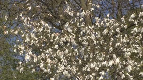 Hermosas flores de magnolia florecen en el parque — Vídeo de stock