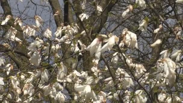 Hermosas flores de magnolia florecen en el parque — Vídeo de stock