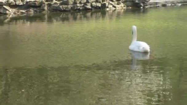 Dois magníficos cisnes brancos nadam no lago — Vídeo de Stock