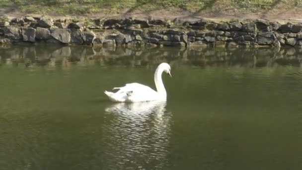 Dos magníficos cisnes blancos nadan en el lago — Vídeos de Stock