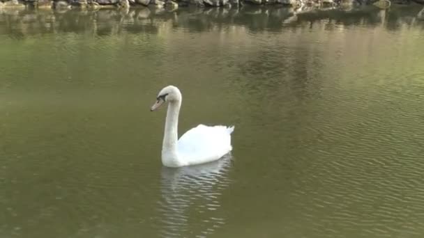 2 つの壮大な白い白鳥が湖で泳ぐ — ストック動画