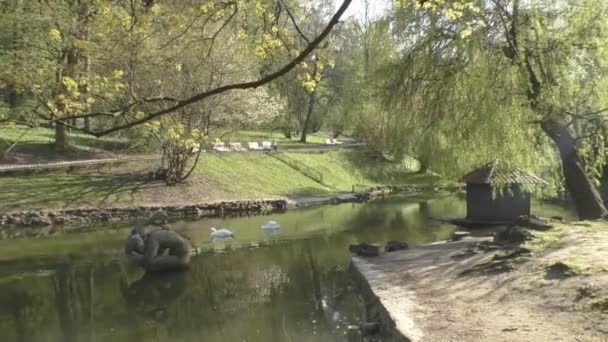 Lago en un parque con cisnes, una casa de pájaros y una escultura — Vídeos de Stock
