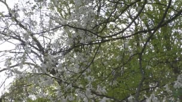 Schöne Magnolienblüten blühen im Park — Stockvideo