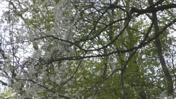 Hermosas flores de magnolia florecen en el parque — Vídeos de Stock