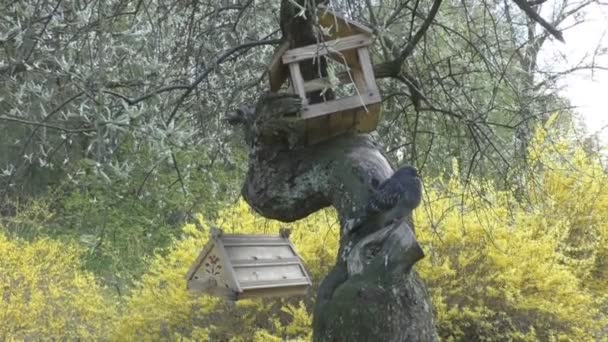 Zelfgemaakte vogelhuisje voor vogels opknoping op boom — Stockvideo