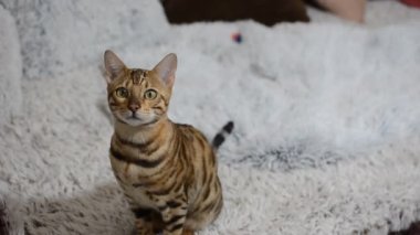 Bengalli güzel kedi kameraya seyir