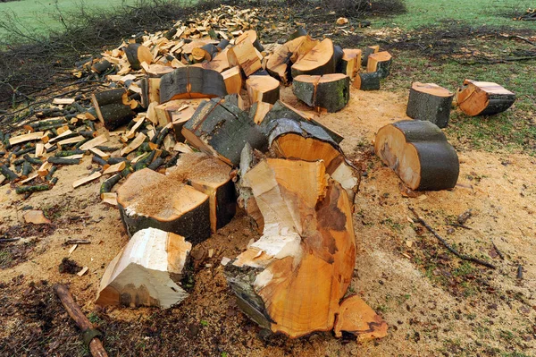 Firewood, gato fresco — Fotografia de Stock