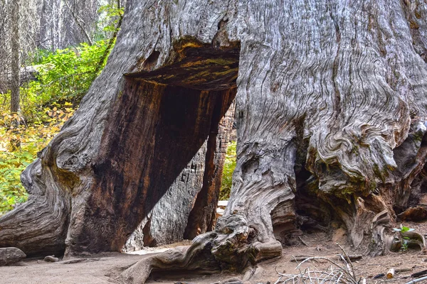 Sequoia Drzewo, Yosemite National Park, Stany Zjednoczone Ameryki — Zdjęcie stockowe