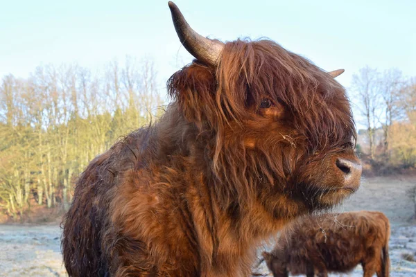 Scottish highland cattle — Stock Photo, Image