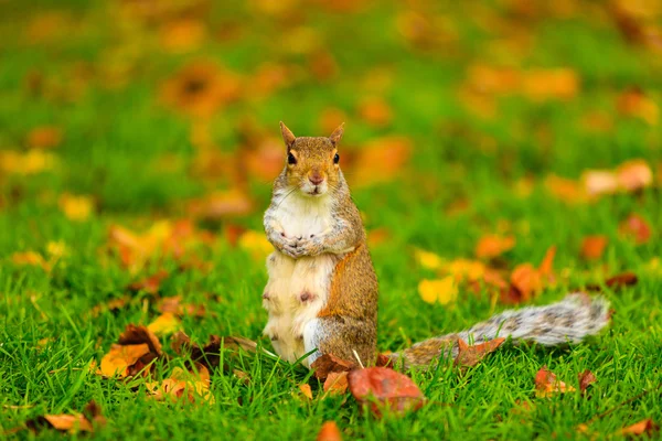 Grijze eekhoorn in herfst park — Stockfoto