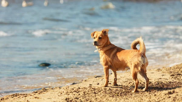 Hermoso perro jugando al aire libre solo . — Foto de Stock