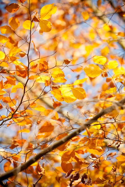 Herfst takken in de zon. — Stockfoto