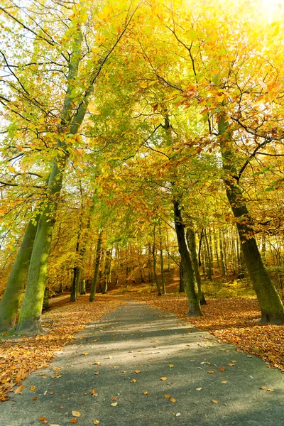 Autumnal trees in sunshine. — Stock Photo, Image