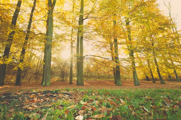 Colorido otoño en el parque . — Foto de Stock