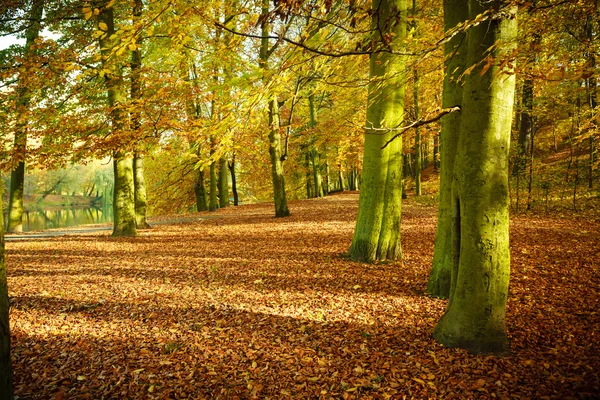 Trädstammar i skog och mark. — Stockfoto