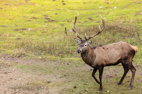 Red deer stag on meadow — Stock Photo, Image