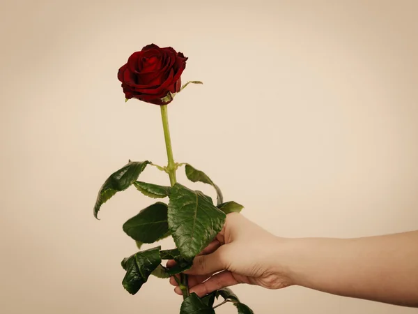 赤いバラの花を女性の手. — ストック写真