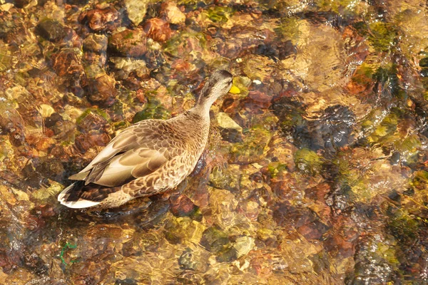 Kačer chůze po kamenech ve vodě. — Stock fotografie