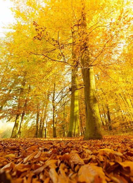 Podzimní krajina v lese. — Stock fotografie