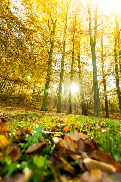 Podzimní stromy v lese. — Stock fotografie