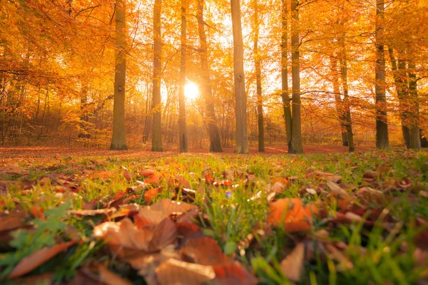 Otoño en parque y bosque — Foto de Stock