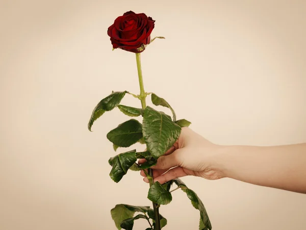 Kvinnlig hand med röd ros blomma. — Stockfoto