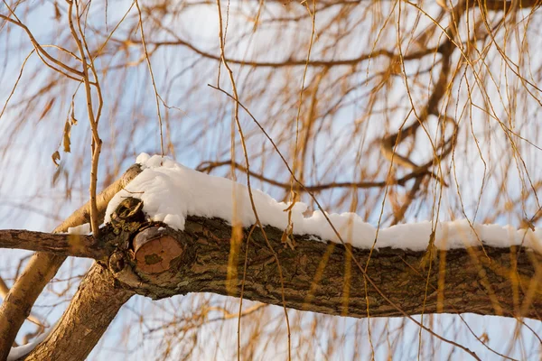 Tree branch in snow — Stock Photo, Image