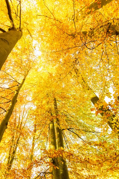 Herfst bomen in de zon. — Stockfoto