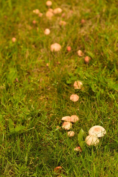 Wild mushrooms growing in green meadow — Stock Photo, Image