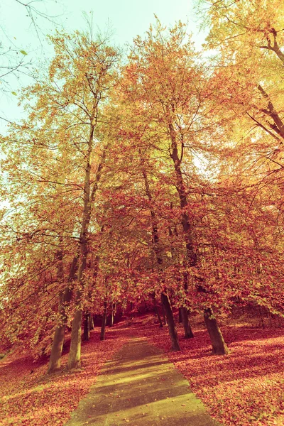 Herfst bomen in de zon. — Stockfoto