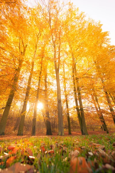 Kleurrijke herfst in park. — Stockfoto