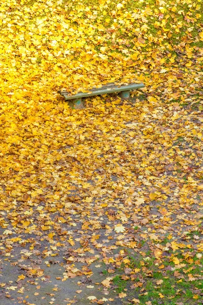 Ława i kolorowe klon liści w parku miejskim — Zdjęcie stockowe