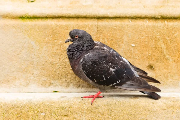 Pigeon colombe dans la rue de la ville place publique — Photo