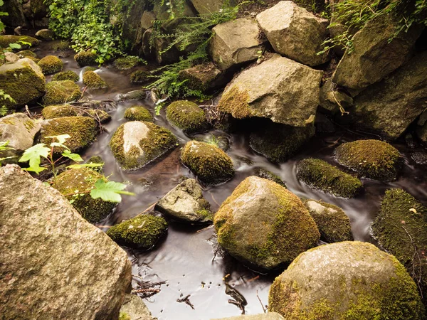 Stones in woods forest. stream in gdansk oliva park. — Stock Photo, Image