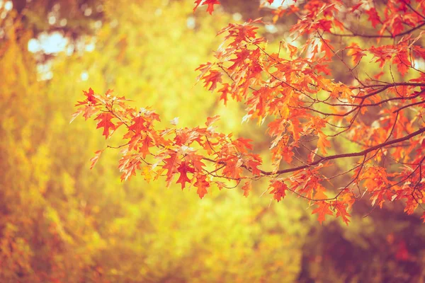 Herfst takken in de zon. — Stockfoto