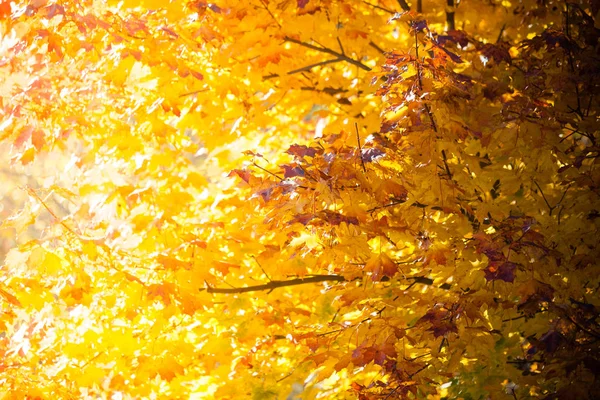 Herfst esdoorn bladeren achtergrond — Stockfoto