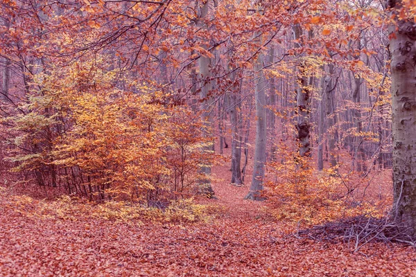 秋の自然の色. — ストック写真