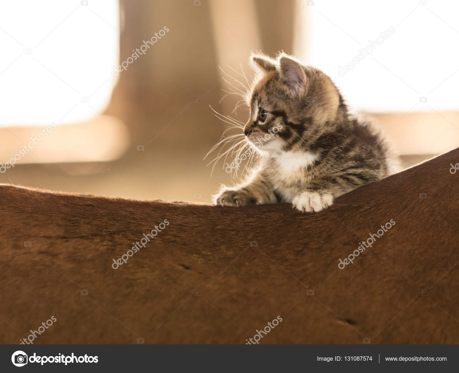 dromen over kleine kittens dromen over kleine kittens