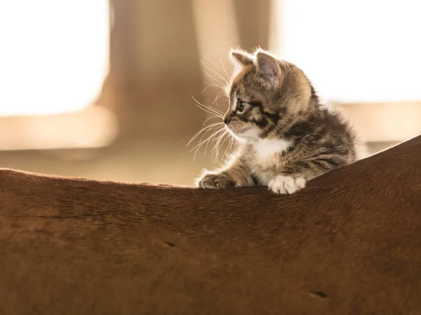 Küçük yavru kedi pisi kedi hayvan at sırtında — Stok fotoğraf
