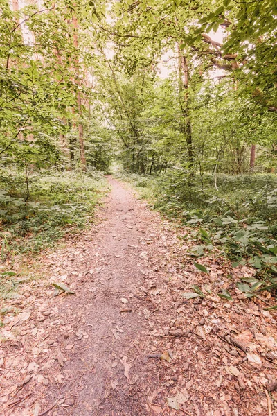 Selvaggio paesaggio forestale — Foto Stock