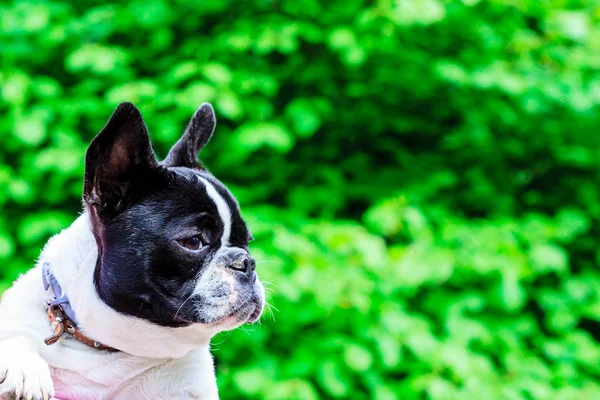 Liten söt fransk bulldog fångas i park — Stockfoto