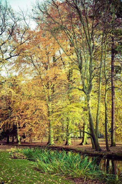 Kleurrijke herfst in park. — Stockfoto