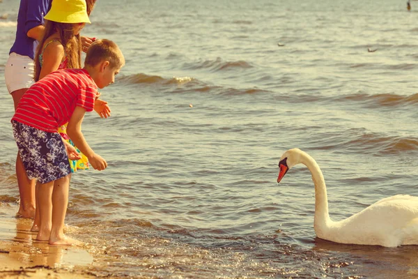 Παιδιά που παίζουν με swan λευκό πουλί. — Φωτογραφία Αρχείου