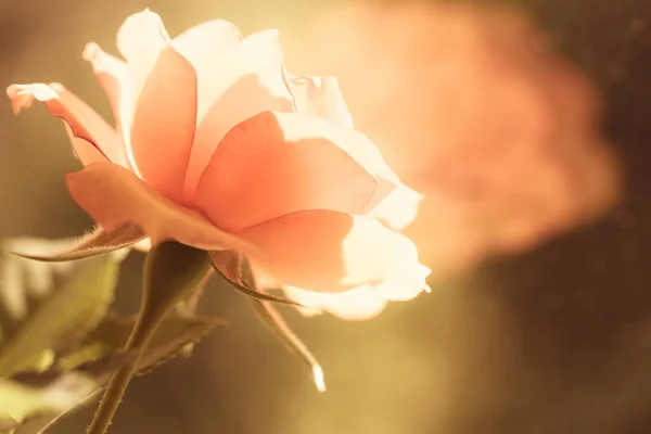 La nature. Fleur rose orangée pour fond — Photo