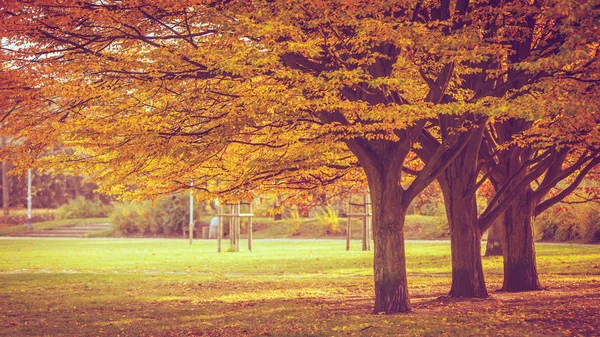 Árboles jóvenes y viejos en otoño . — Foto de Stock